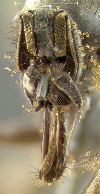 Media type: image;   Entomology 1124 Aspect: head frontal view